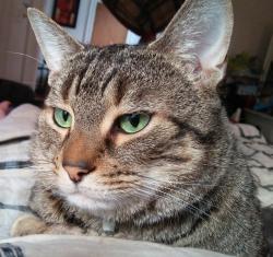 Reunited Male Cat last seen morgan pkwy and walbridge dr, Hamburg, NY 14075