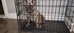 Lost Female Dog last seen Near la deny st montclair ca 91763, Montclair, CA 91763