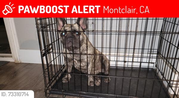 Lost Female Dog last seen Near la deny st montclair ca 91763, Montclair, CA 91763
