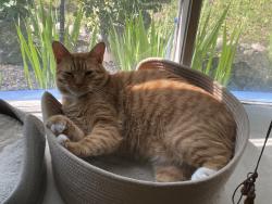 Reunited Male Cat last seen Papermill Road & Church Rd, Oreland, PA 19075