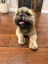 Reunited Male Dog last seen South and clark, Lakewood, CA 90712