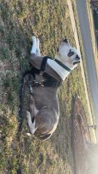 Reunited Male Dog last seen Near 13th street, Lubbock, TX 79416