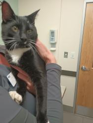 Found/Stray Male Cat last seen Ferne Blvd and Drexelbrook Drive, Drexel Hill, PA 19026
