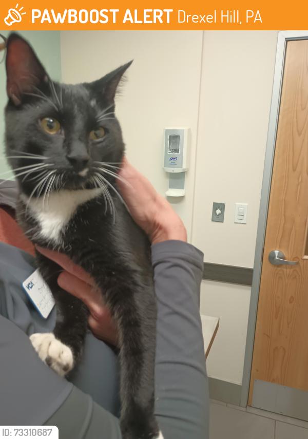 Found/Stray Male Cat last seen Ferne Blvd and Drexelbrook Drive, Drexel Hill, PA 19026