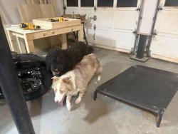 Reunited Unknown Dog last seen MacLand road, Marietta, GA 30064