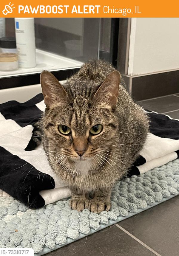 Found/Stray Female Cat last seen Near Harbor cndmnium Association, Chicago, IL 60601