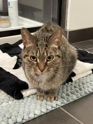 Found/Stray Female Cat last seen Near Harbor cndmnium Association, Chicago, IL 60601
