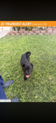 Lost Female Dog last seen Anaheim blvd, Anaheim, CA 92805