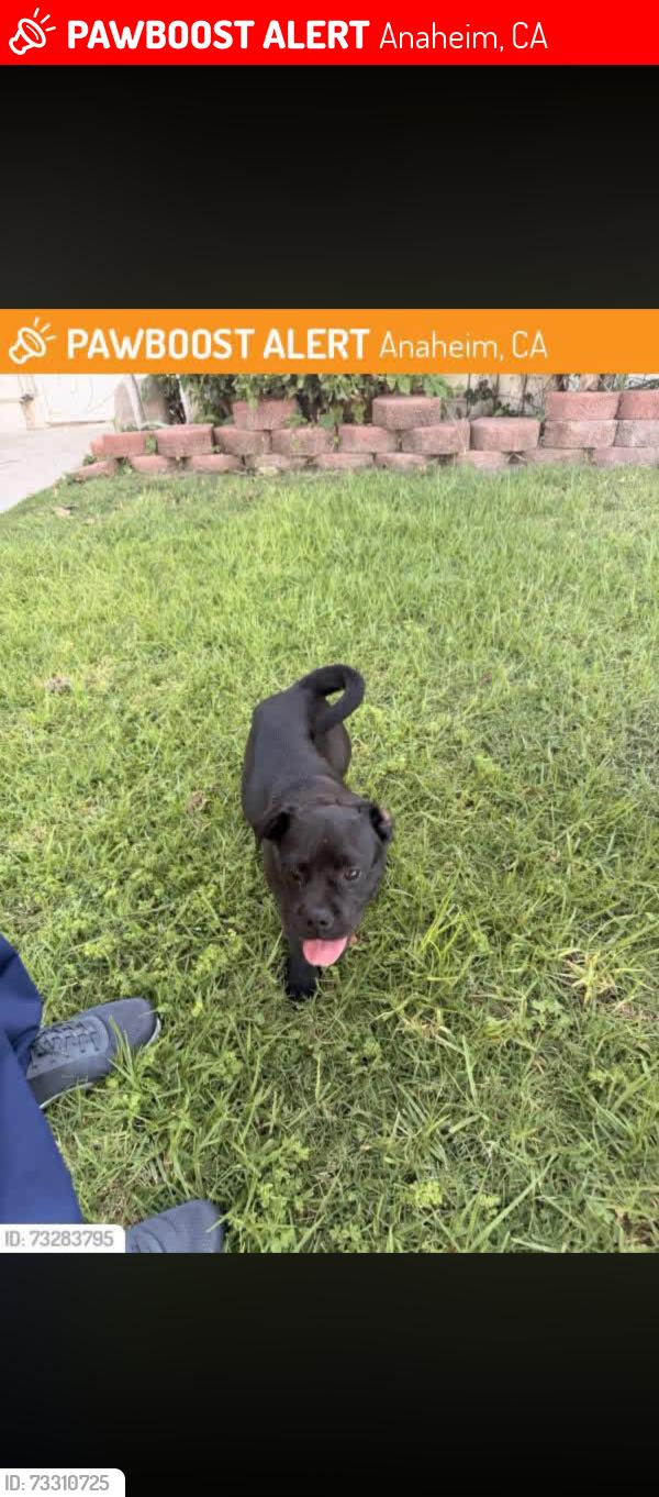 Lost Female Dog last seen Anaheim blvd, Anaheim, CA 92805