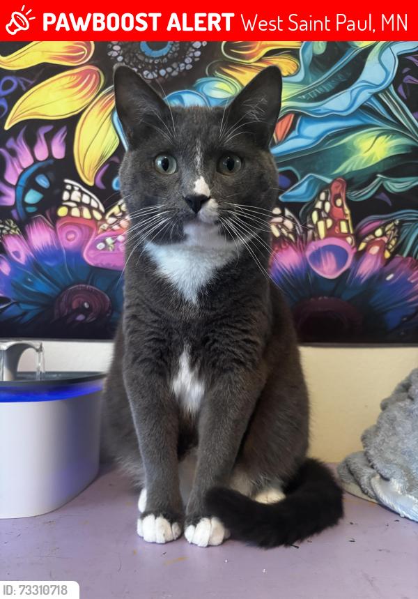 Lost Male Cat last seen Covington Court apmts, West Saint Paul, MN 55118