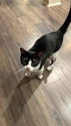 Reunited Male Cat last seen Sandy Springs Charter Middle School, Atlanta, GA 30350