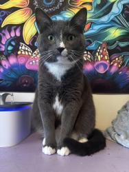 Lost Male Cat last seen Covington Court apmts, West Saint Paul, MN 55118