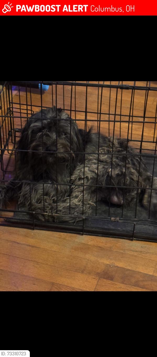 Lost Male Dog last seen Near by Kingshill dr, Columbus, OH 43229