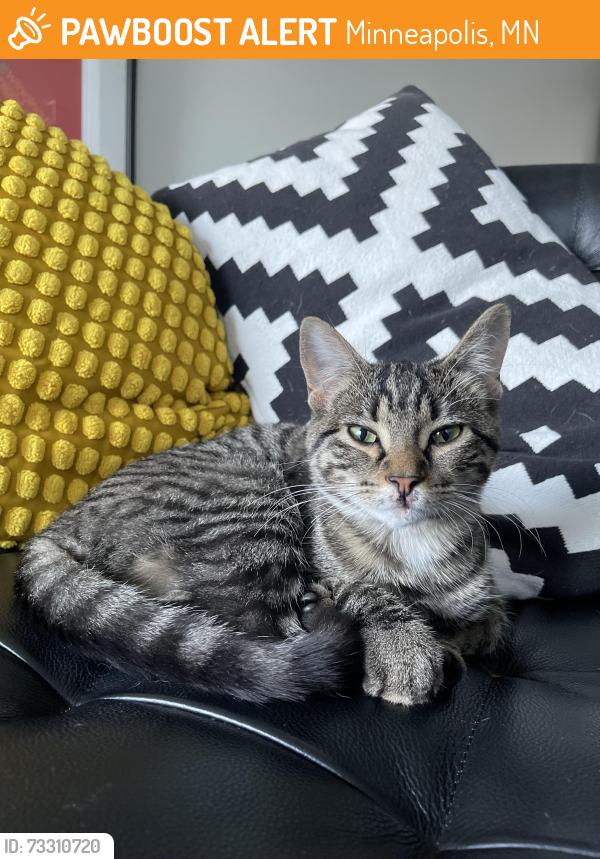 Found/Stray Unknown Cat last seen 18th and clinton, Minneapolis, MN 55404