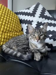 Found/Stray Unknown Cat last seen 18th and clinton, Minneapolis, MN 55404