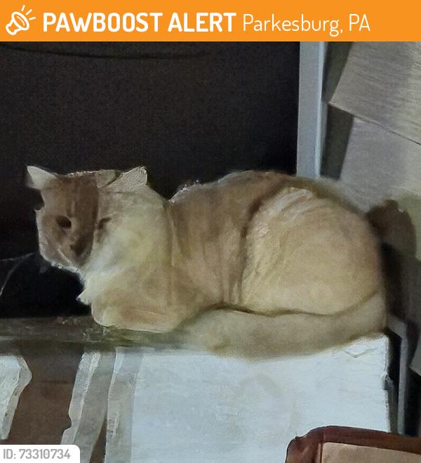 Found/Stray Unknown Cat last seen Near Planet Fitness, Parkesburg, PA 19365