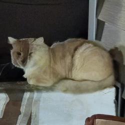 Found/Stray Unknown Cat last seen Near Planet Fitness, Parkesburg, PA 19365