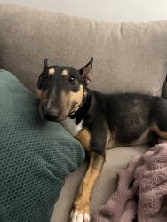 Lost Female Dog last seen Wimbish, Macon, GA 31204