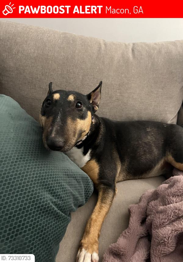 Lost Female Dog last seen Wimbish, Macon, GA 31204