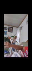 Reunited Male Dog last seen Glenwick, Fort Worth, TX 76114