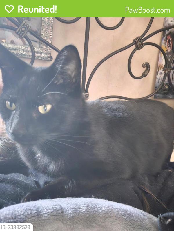 Reunited Male Cat last seen Great Rd North Smithfield by Firehouse Pizza, North Smithfield, RI 02896