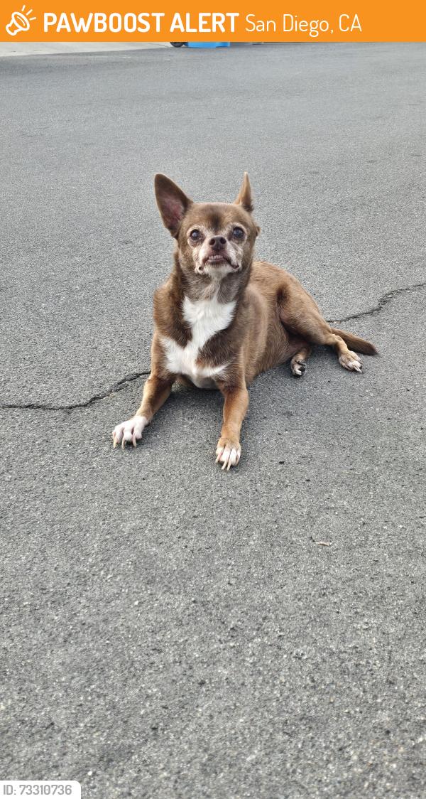 Found/Stray Unknown Dog last seen Arrecife and Kostner, San Diego, CA 92154