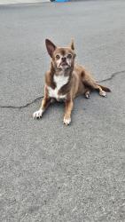 Found/Stray Unknown Dog last seen Arrecife and Kostner, San Diego, CA 92154