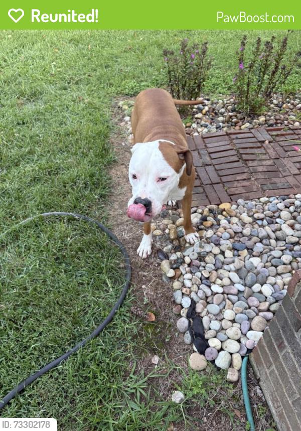 Reunited Male Dog last seen Peach Orchard Road Grante Falls, Caldwell County, NC 28630