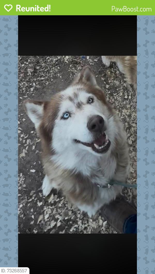 Reunited Male Dog last seen Lopez and valley, Las Cruces, NM 88007