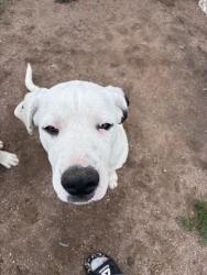 Lost Male Dog last seen Ramah hwy and Hanisch road, Ramah, CO 80832