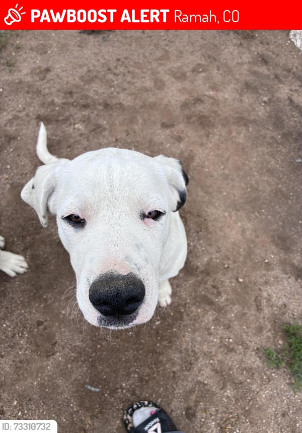 Lost Male Dog last seen Ramah hwy and Hanisch road, Ramah, CO 80832