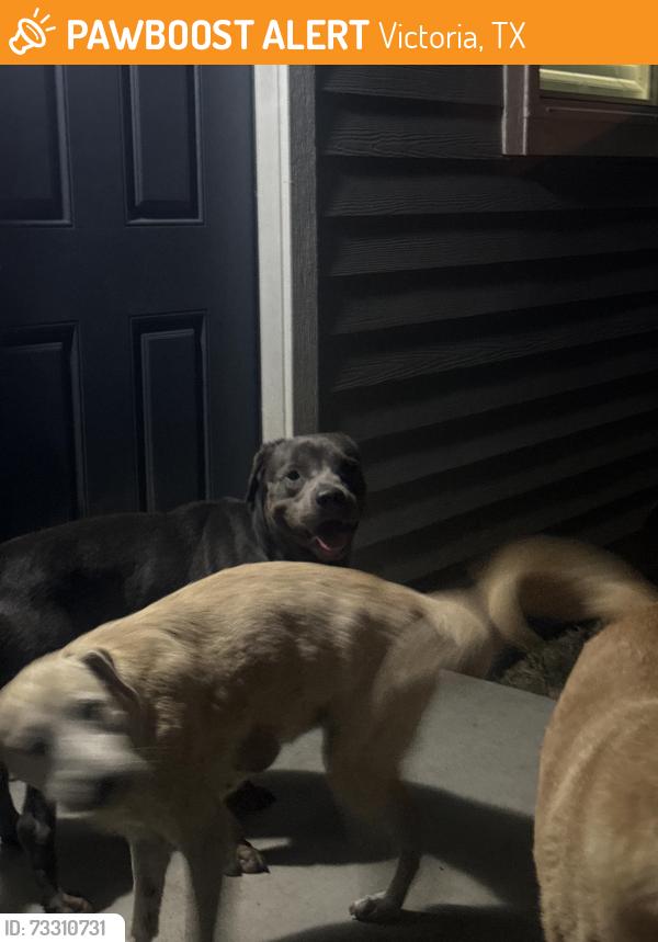 Found/Stray Unknown Dog last seen food store, Victoria, TX 77901