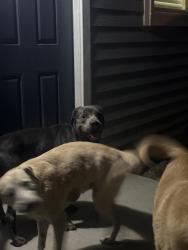 Found/Stray Unknown Dog last seen food store, Victoria, TX 77901