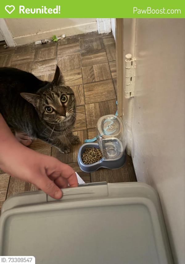 Reunited Female Cat last seen Near Brunswick Lane Bowie, MD 20715, Bowie, MD 20715