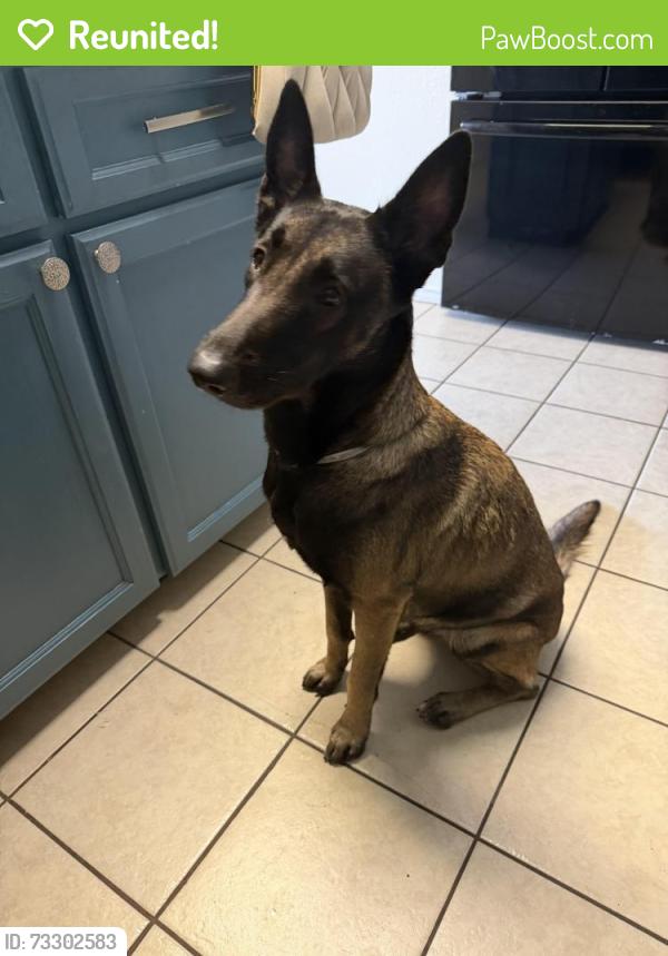 Reunited Female Dog last seen Near linda vist st pharr tx, Pharr, TX 78577