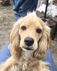 Lost Male Dog last seen La Salinas y Milla 9 1/2 Donna Tx., Donna, TX 78537