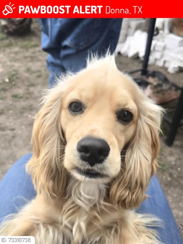 Lost Male Dog last seen La Salinas y Milla 9 1/2 Donna Tx., Donna, TX 78537
