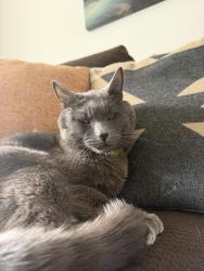 Lost Male Cat last seen Pillar rock and West campus dr, Spokane, WA 99224