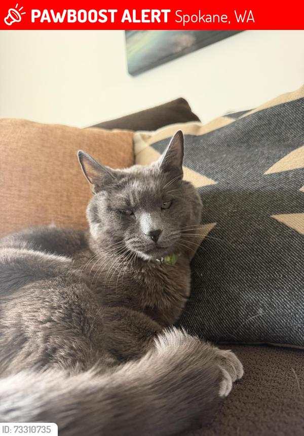 Lost Male Cat last seen Pillar rock and West campus dr, Spokane, WA 99224