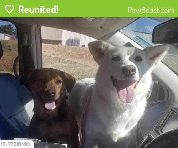 Reunited Unknown Dog last seen Ready Fork Rd and Fork Shoals rd, Greenville County, SC 29605
