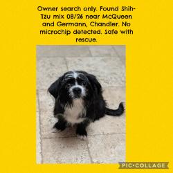 Found/Stray Unknown Dog last seen McQueen and Germann, Chandler, AZ 85286