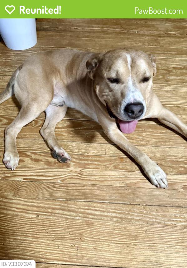 Reunited Male Dog last seen Cohran Lake Drive, Douglasville, GA 30134