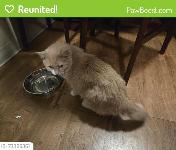Reunited Female Cat last seen Quincy & Ulster, Denver, CO 80237