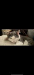 Reunited Female Cat last seen Pacoima, Los Angeles, CA, USA, Los Angeles, CA 91331