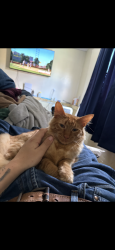 Lost Male Cat last seen S Jackson st Beverly Hills and New York blvd, Beverly Hills, FL 34465