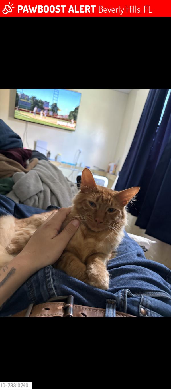 Lost Male Cat last seen S Jackson st Beverly Hills and New York blvd, Beverly Hills, FL 34465