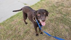 Reunited Male Dog last seen Found outside Faylane Elementary school, Garden Grove, CA 92840