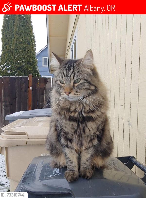 Lost Male Cat last seen Valley View, Kingston, Countryman Pl, Albany, OR 97321