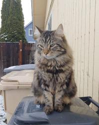 Lost Male Cat last seen Valley View, Kingston, Countryman Pl, Albany, OR 97321