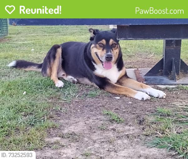 Reunited Male Dog last seen Hawkins Manor Ln, Harris County, TX 77449